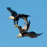 bald-eagles-mating-basic-instincts